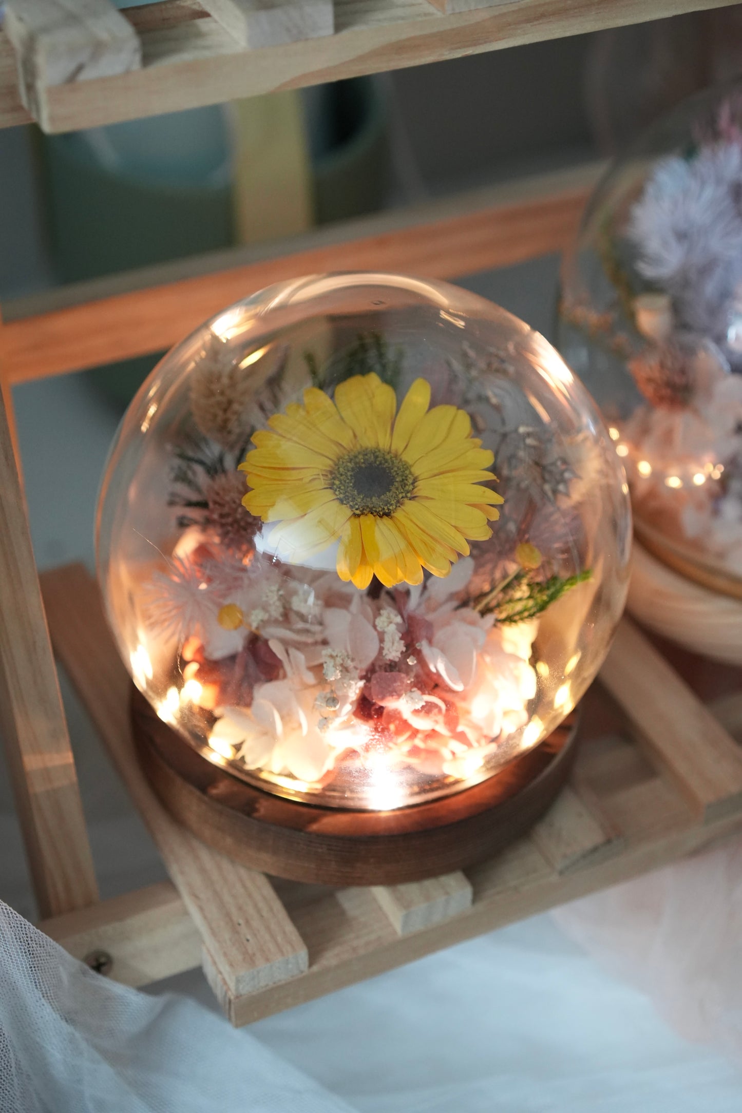 Gerbera Rosalia Love LED Dome